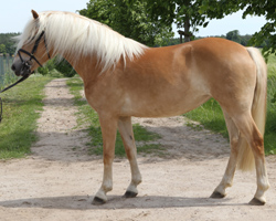 Wild Thing v. Wildfang wurde in Sternfeld Siegerstute der PKS-Rassen. Fotos: Jutta Wego Wild Thing v. Wildfang wurde in Sternfeld Siegerstute der PKS-Rassen. Fotos: Jutta Wego